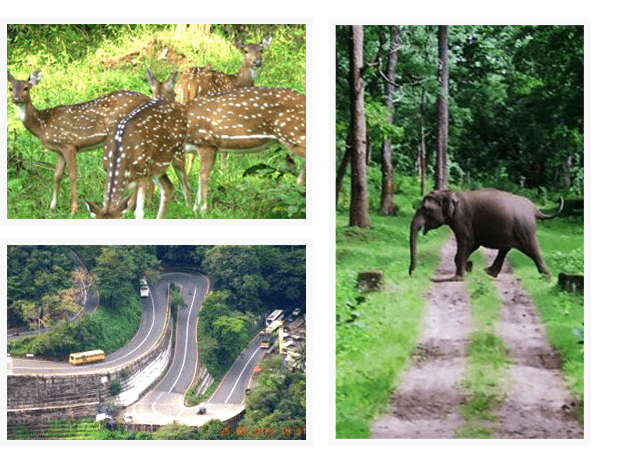 wayanad forest resorts